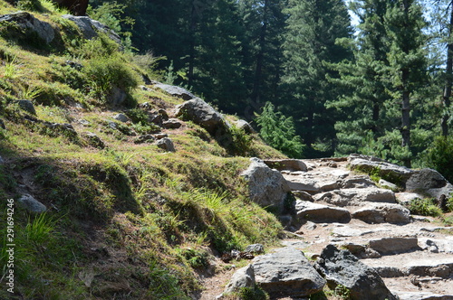 stream in forest