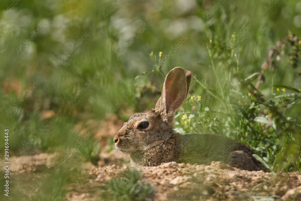 Fototapeta premium Common or European rabbit, Andalusia. Spain