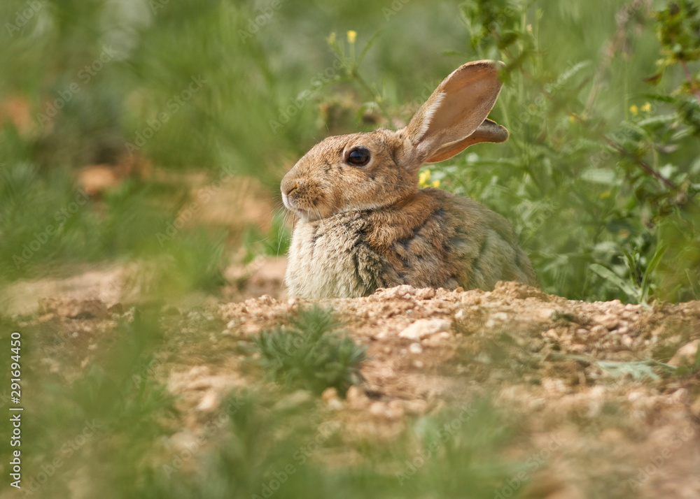 Fototapeta premium Common or European rabbit, Andalusia. Spain