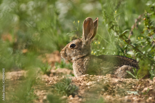 Common or European rabbit, Andalusia. Spain © Jesnofer