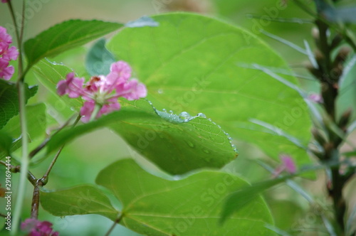 Raindrop hanging out on a cool Autumn morning.