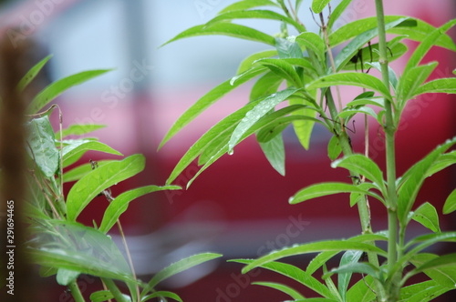 One tiny raindrop on a Milkweed plant.