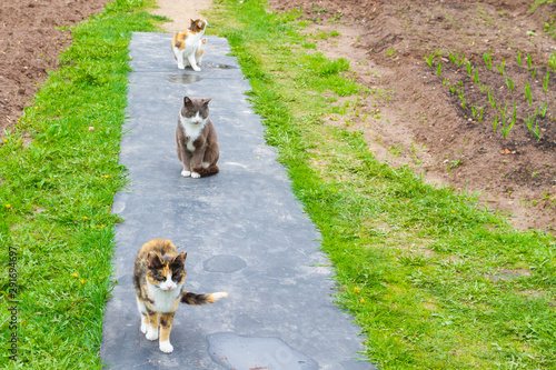 Three domestic cats walk on the street in early spring