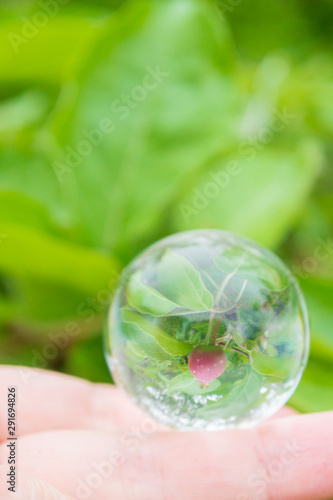 Reflection of a small young Apple in a glass transparent ball