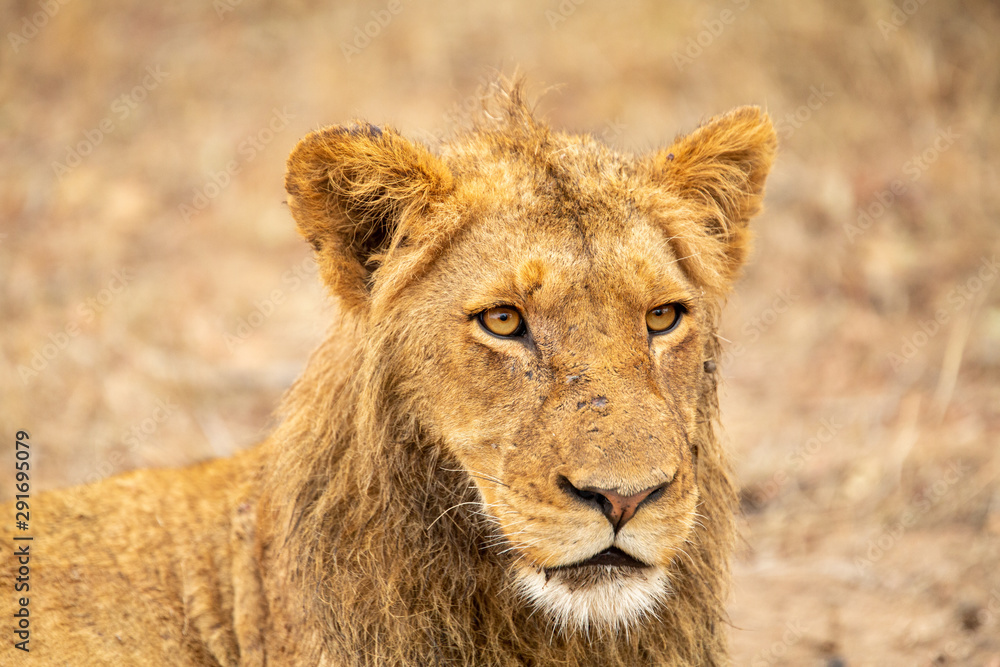 Fototapeta premium portrait of a young male lion