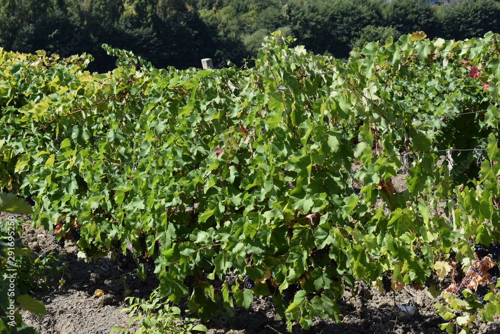 Grape. Field Grape. Field