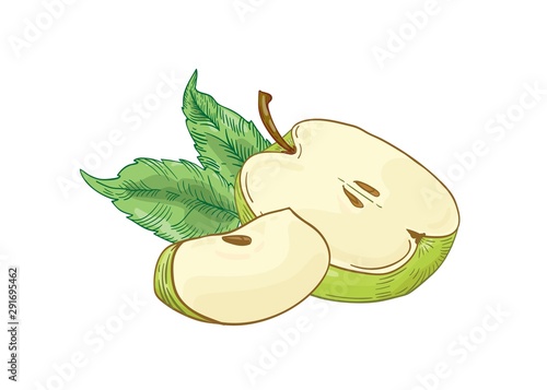 Green apple slices hand drawn vector illustration