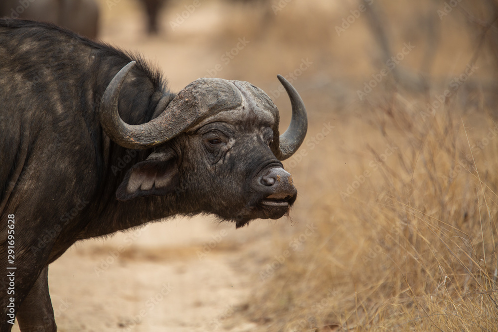 Breeding herd of Cape buffalo on an  overcast day