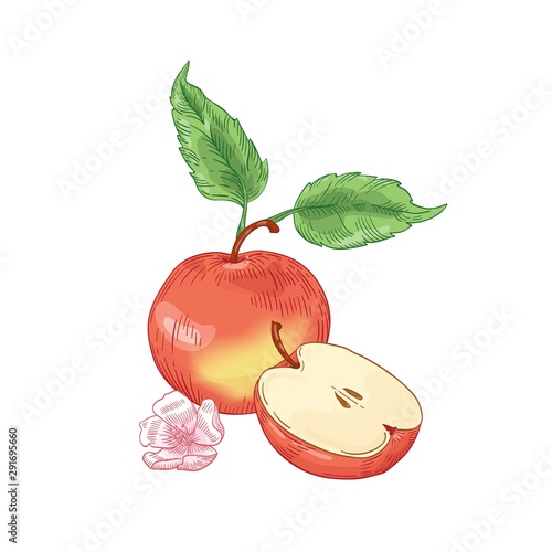 Red apple hand drawn vector illustration. Whole red and half cut fruit with flower and leaves isolated on white background. Healthy nutrition, organic product. Harvest season. Tasty juicy vitamin.