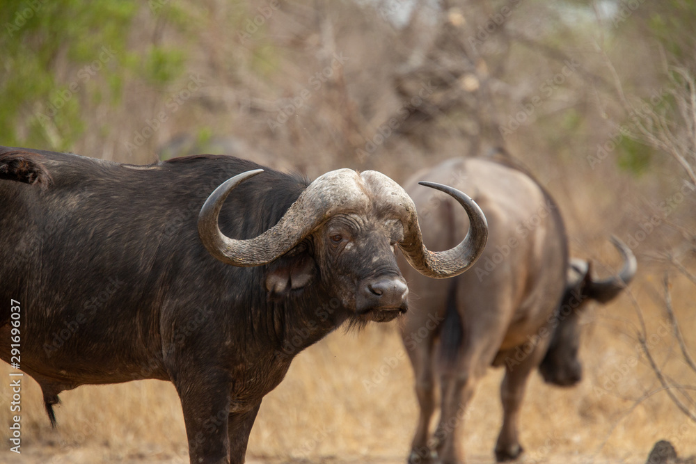 Buffalo Bull looking on not giving away his intention Buffalo Bull looking on not giving away his intention