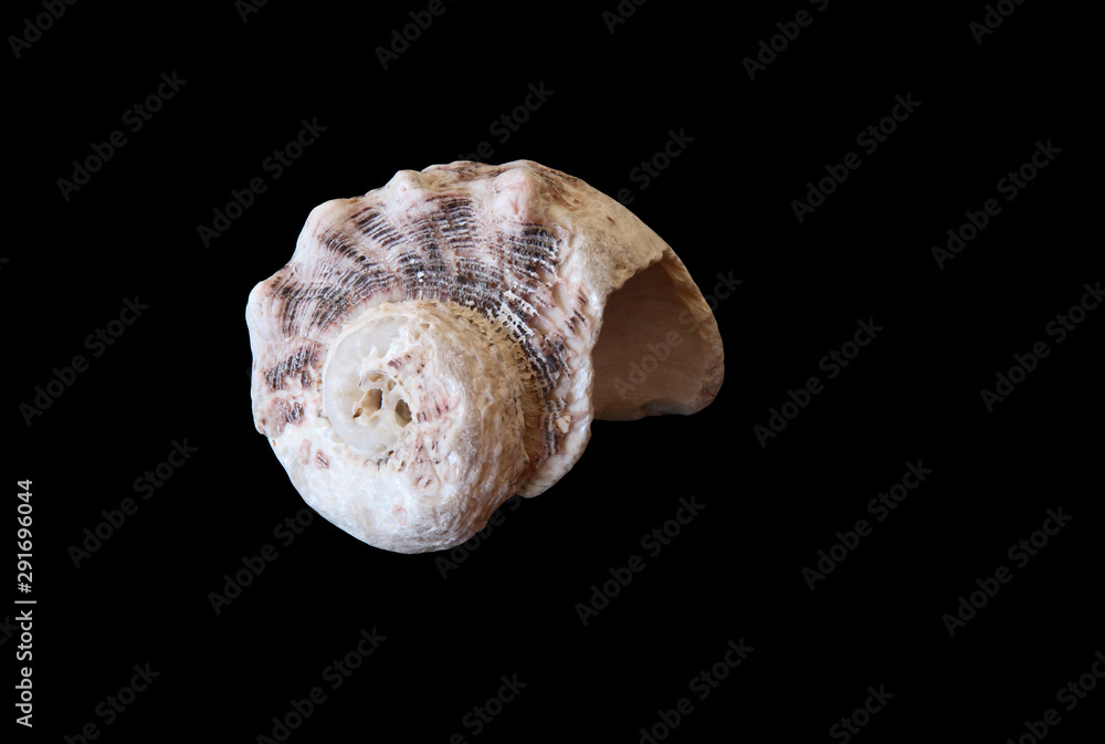 Naklejka premium Mollusk empty shell isolated on black background with copy space