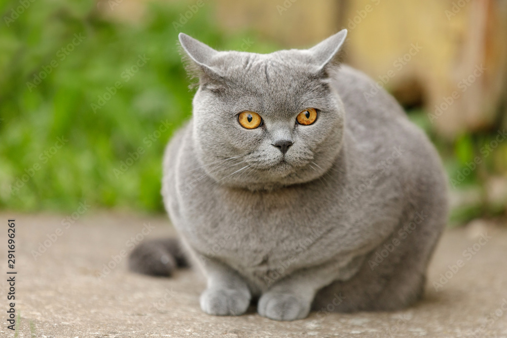 British short-haired cat on grass