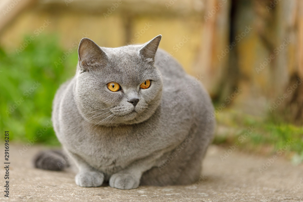 British short-haired cat on grass