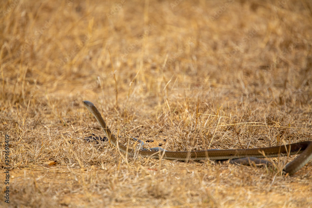 Fototapeta premium Large black mamba moving away 