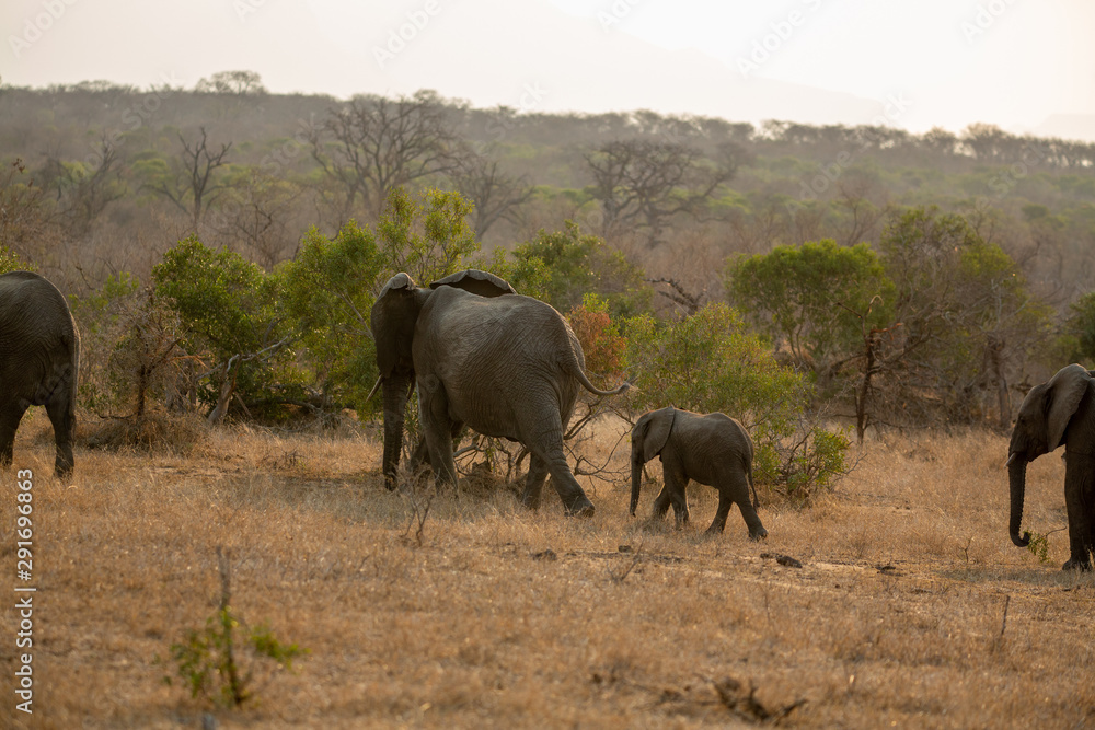 Fototapeta premium A breeding herd of elephant with some long bulls out in the open