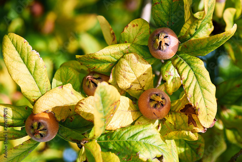 Fotografía Healthy Medlars in fruit tree - Bawdy autumn fruit medlar brown Mespilus germani