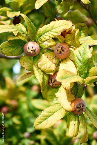 Fotografie Healthy Medlars in fruit tree - Bawdy autumn fruit medlar brown Mespilus germani