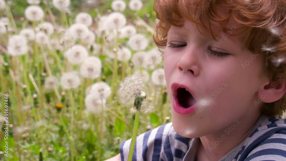 Boy and Dandelions. Funny curly boy sitting on a glade of dandelions and blows one of them. Slow Motion 120 fps Boy and Dandelions. Funny curly boy sitting on a glade of dandelions and blows one of them. Slow Motion 120 fps