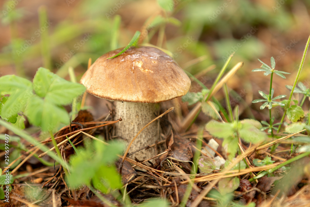 Mushrooms in forest. Mushrooms in forest.