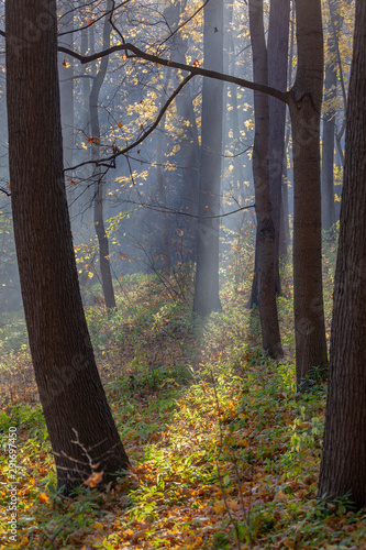 Beams of the sun make the way through fog in the autumn forest, Russia.