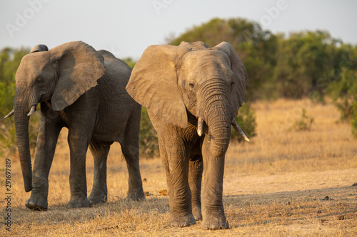 A breeding herd of elephant with some long bulls out in the open