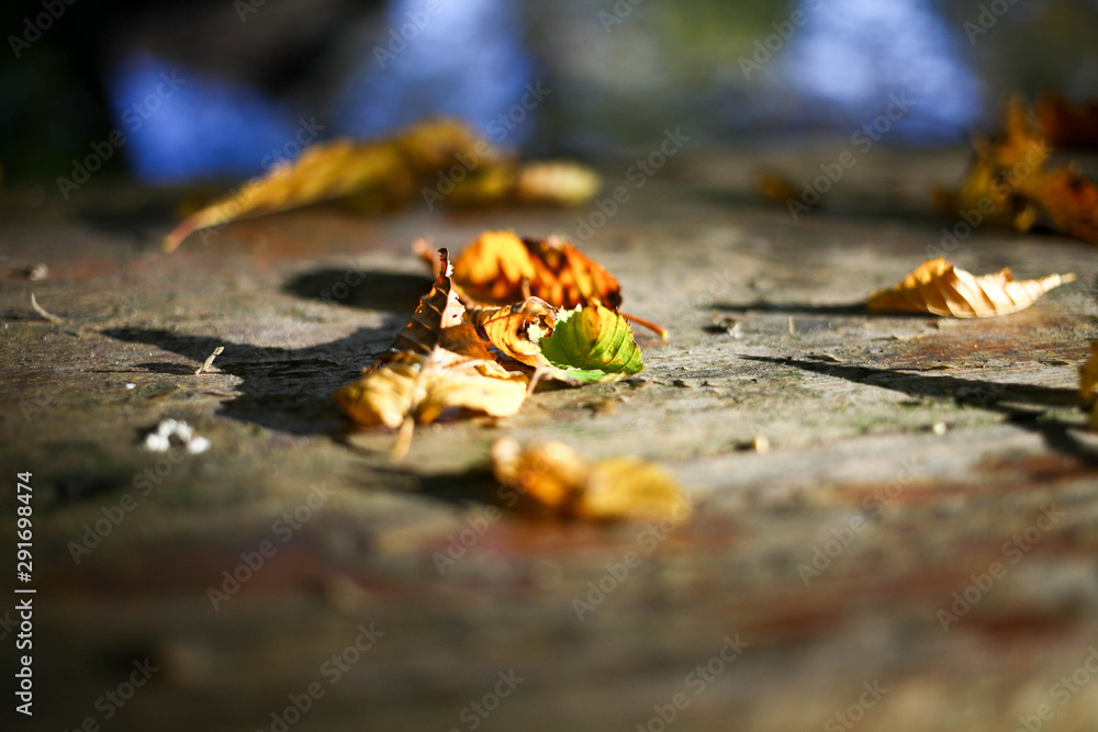 Herbstlaub Herbstlaub