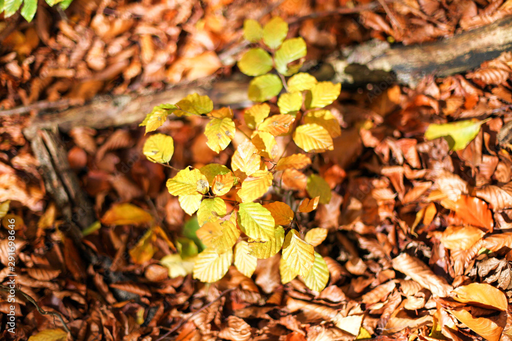 Herbstlaub Herbstlaub