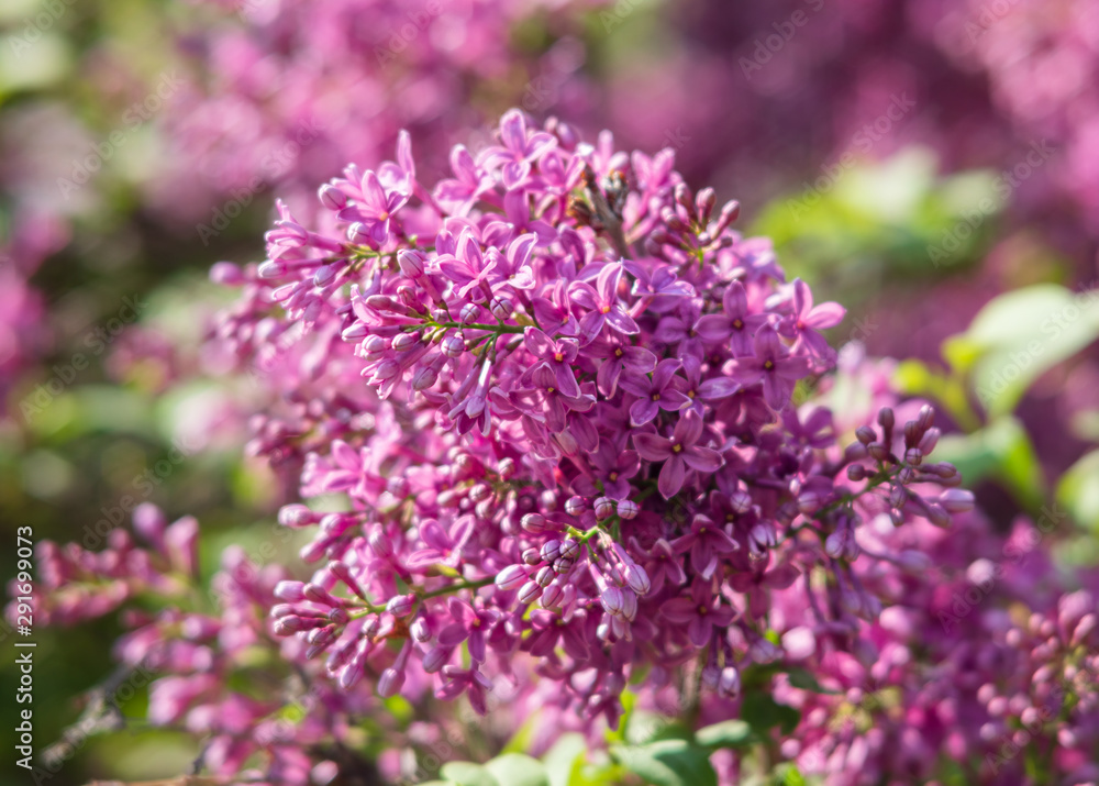 Obraz premium blossoming branch of a pink lilac