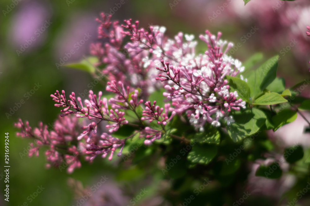 blossoming branch of a pink lilac blossoming branch of a pink lilac