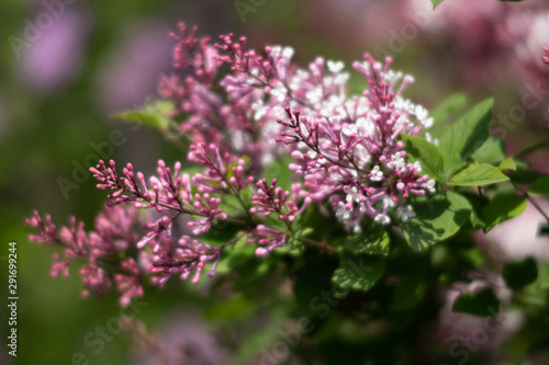 blossoming branch of a pink lilac