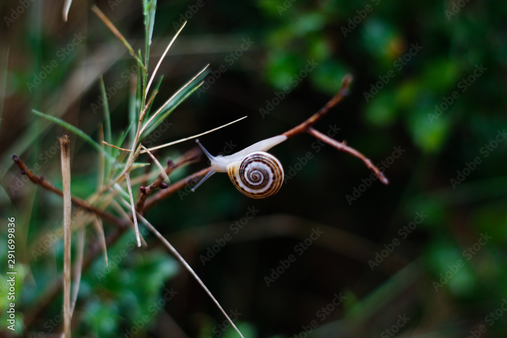 Little snail that comes out with the rain Little snail that comes out with the rain