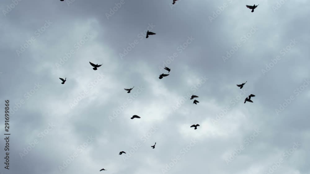 Flock of Birds in the Gloomy Sky. A flock of birds against the sky. Slow Motion at a rate of 240 fps Flock of Birds in the Gloomy Sky. A flock of birds against the sky. Slow Motion at a rate of 240 fps