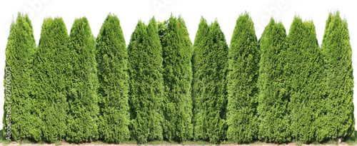 Bilde på lerret Ideal long and high green fence from evergreen coniferous trees near rural house