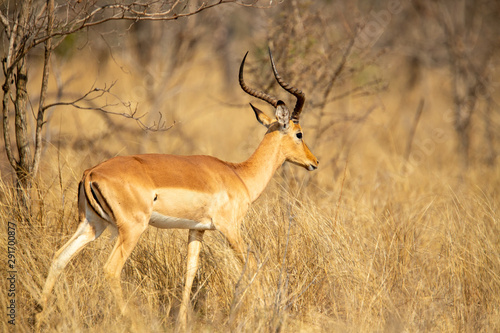 Impala walking through the african savanna 