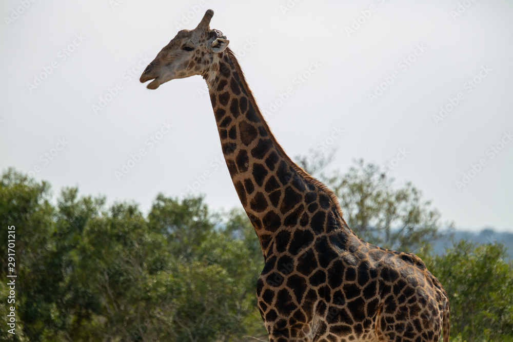 Obraz premium Male Giraffe chewing on a bone, called Oestophagia