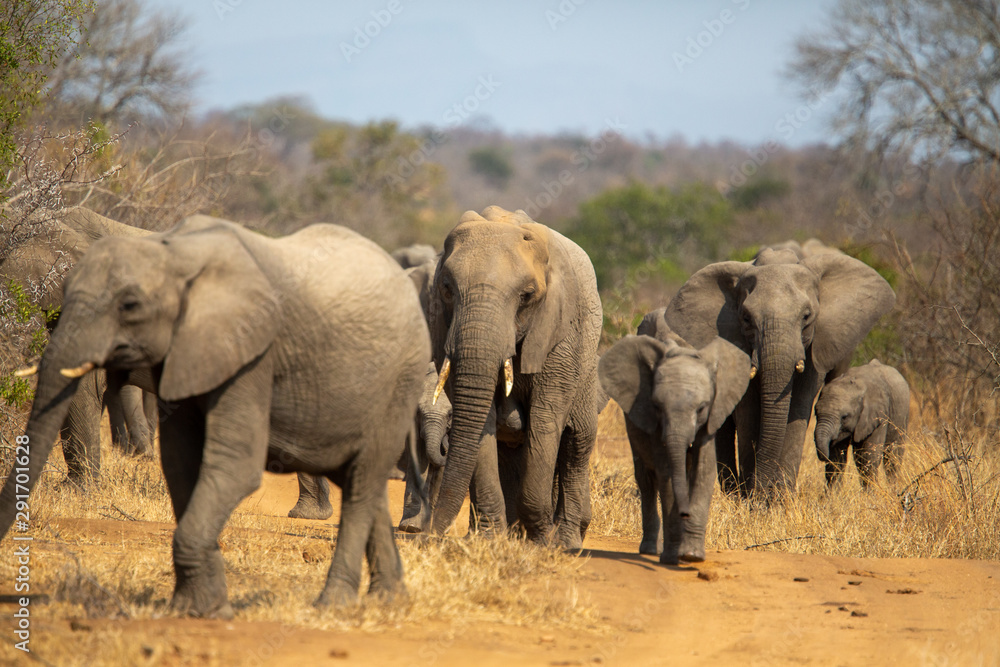 Breeding herd of elephant moving into the shade of a tree to rest up in the heat of spring