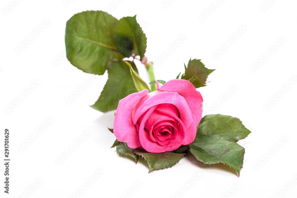 Obraz premium Beautiful single pink rose isolated on white background