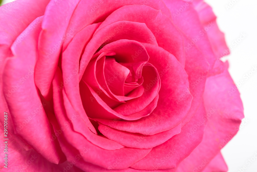 Beautiful single pink rose isolated on white background Beautiful single pink rose isolated on white background