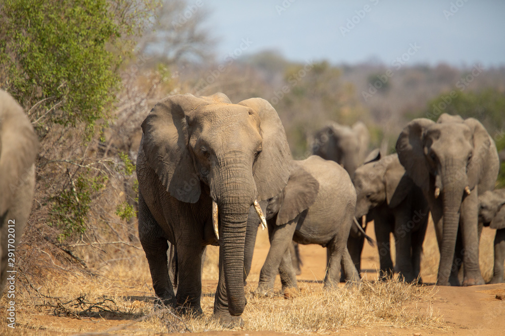 Obraz premium Breeding herd of elephant moving into the shade of a tree to rest up in the heat of spring