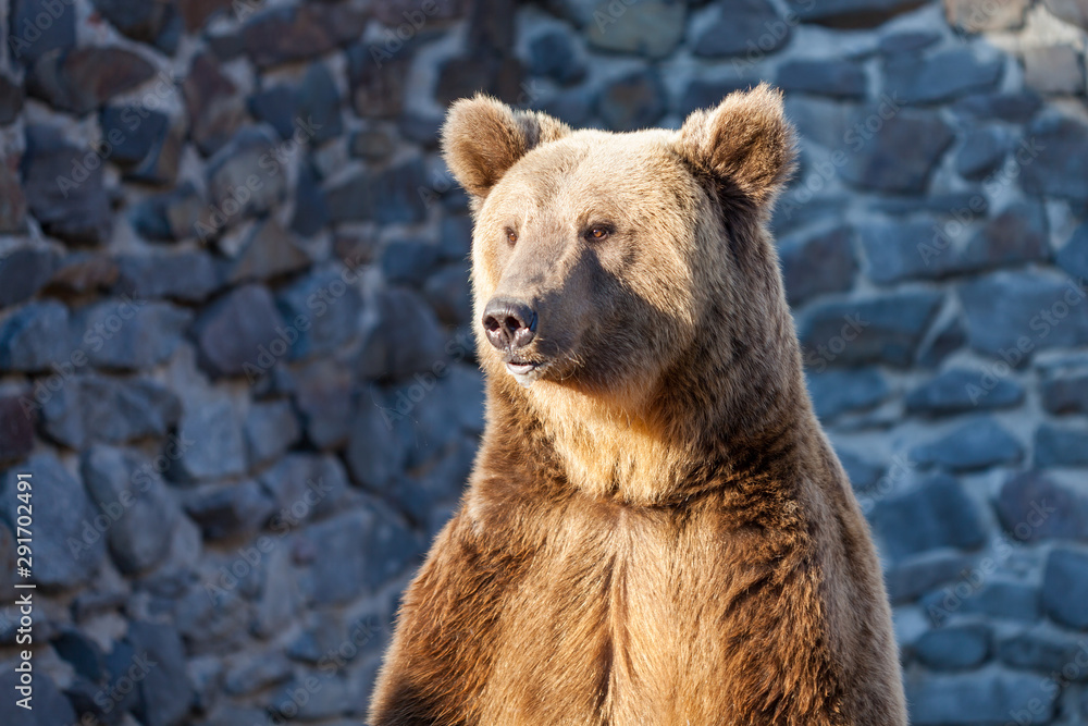 Obraz premium Brown bear at the zoo