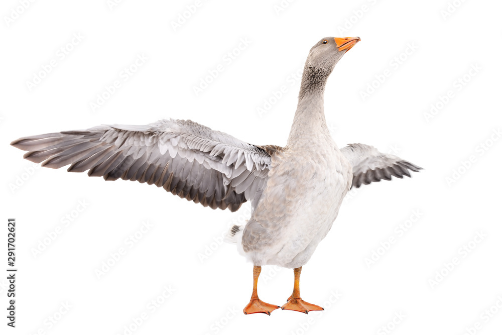 Fototapeta premium Goose stands with wings spread isolated on a white background