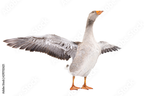 Goose stands with wings spread isolated on a white background