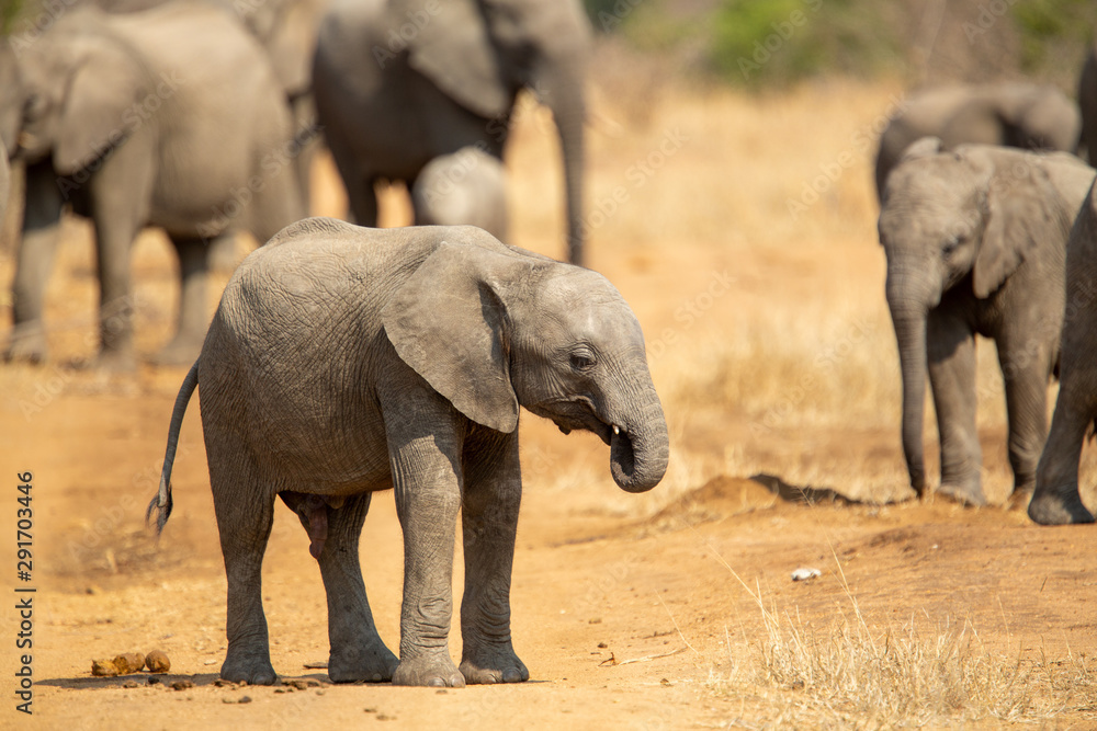Fototapeta premium Breeding herd of elephant moving into the shade of a tree to rest up in the heat of spring