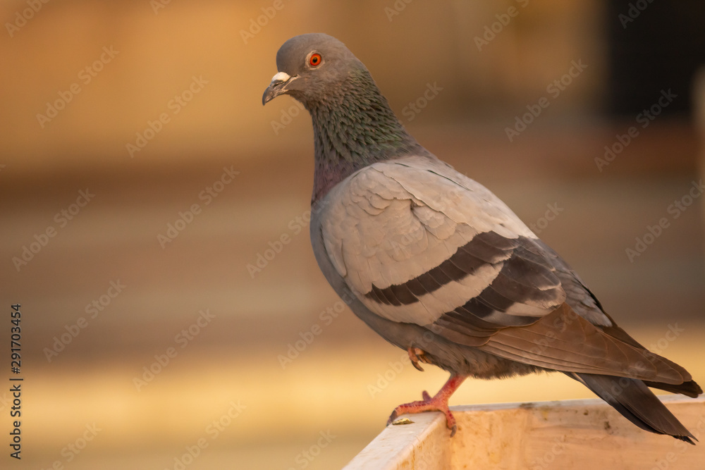 Obraz premium Pigeon at place 