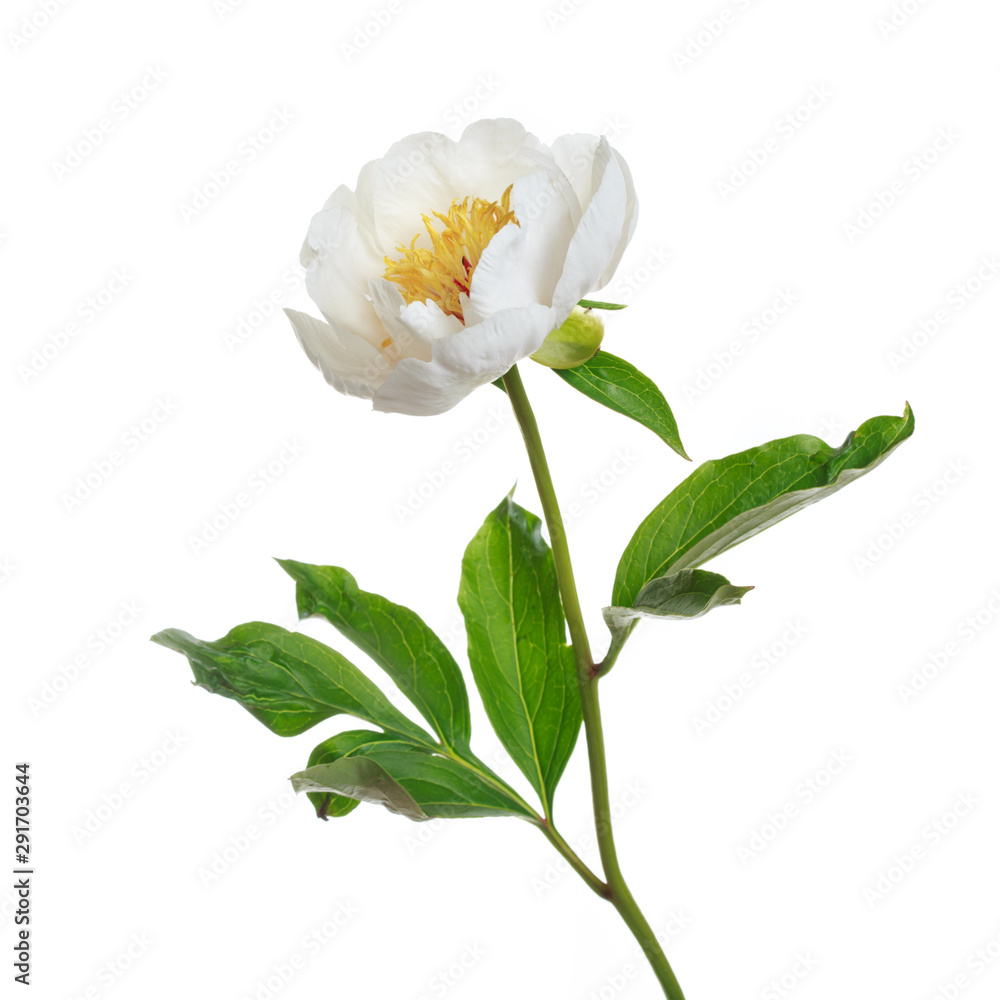 Tender white peony flower isolated on white background.