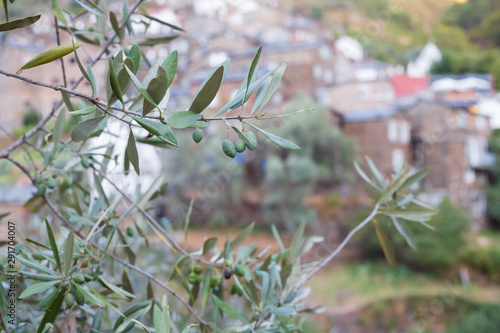 olive tree with olives with background of portuguese village Piodao