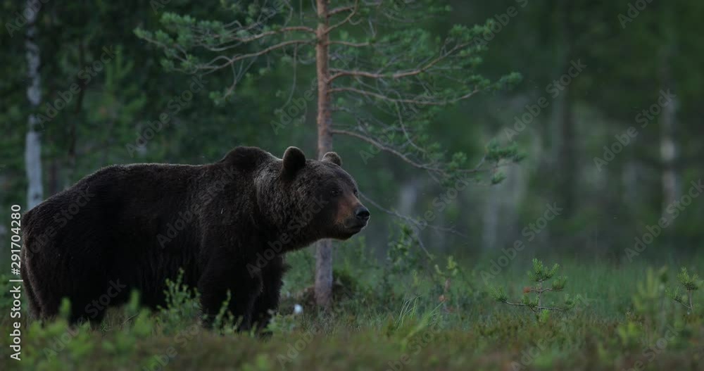 Brown bear walking around lake in the morning light. Dangerous animal in nature forest and meadow habitat. Wildlife scene from Finland near Russian border. Bear with carcass. Brown bear walking around lake in the morning light. Dangerous animal in nature forest and meadow habitat. Wildlife scene from Finland near Russian border. Bear with carcass.