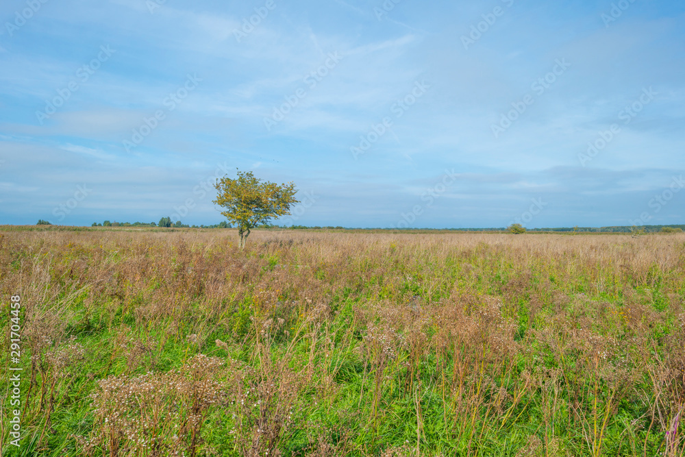 Trees in a green grassy field below a cloudy sky in autumn
