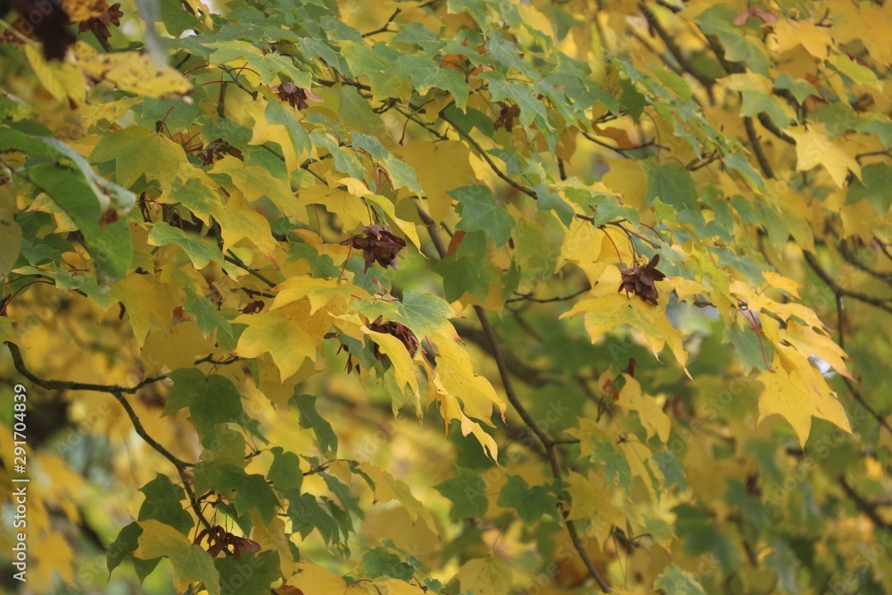 Fall Colors Fall Colors