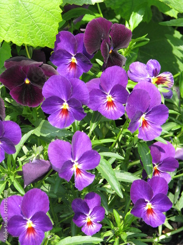 Summer flowers in the park